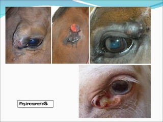 Equine sarcoid’s 