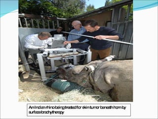 An Indian rhino being treated for skin tumor beneath horn by  surface brachytherapy 