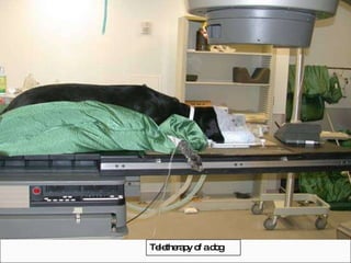 Teletherapy of a dog 