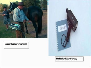 Laser therapy in a horse Probe for laser therapy 