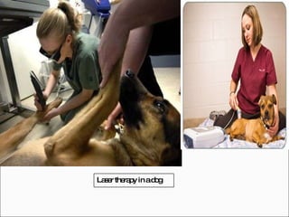 Laser therapy in a dog 