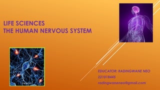 LIFE SCIENCES
THE HUMAN NERVOUS SYSTEM
EDUCATOR: RADINGWANE NEO
221018445
radingwaneneo@gmail.com
 
