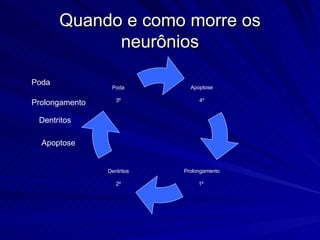 Quando e como morre os neurônios Poda Prolongamento Dentritos Apoptose Apoptose 4º Poda 3º Prolongamento 1 º   Dentritos 2º 