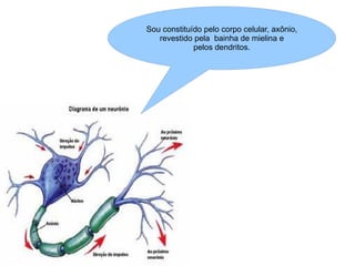 Sou constituído pelo corpo celular, axônio, revestido pela  bainha de mielina e  pelos dendritos. 