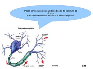 FIM Luana Posso ser considerado a unidade básica da estrutura do cérebro  e do sistema nervoso, incluindo a medula espinhal . 