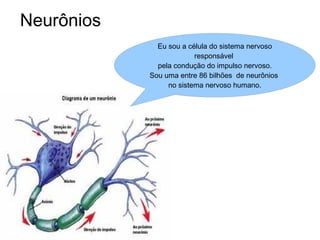 Neurônios Eu sou a célula do sistema nervoso responsável  pela condução do impulso nervoso. Sou uma entre 86 bilhões  de neurônios  no sistema nervoso humano. 