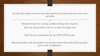 Predator Dap Mass production procedure for Neoseiulus longispinosus | PPTX