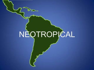 NEOTROPICAL
 