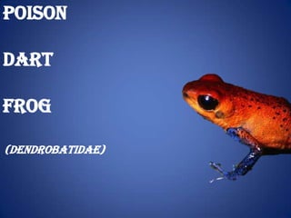 Poison

Dart

Frog

(Dendrobatidae)
 