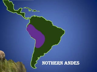 Nothern andes
 
