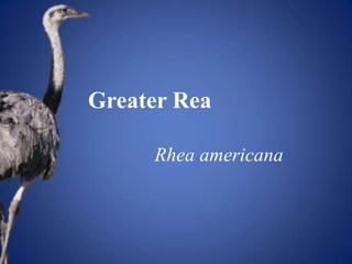 Greater Rea

     Rhea americana
 
