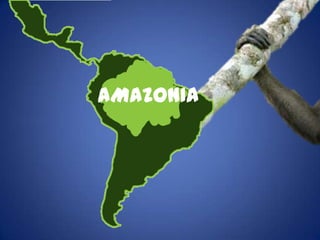 AMAZONIA
 