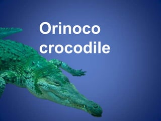 Orinoco
crocodile
 