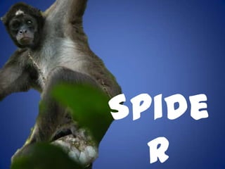 Spide
  r
 