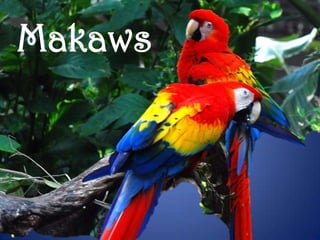 Makaws
 