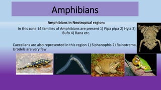 Amphibians
Amphibians in Neotropical region:
In this zone 14 families of Amphibians are present 1) Pipa pipa 2) Hyla 3)
Bufo 4) Rana etc.
Caecelians are also represented in this region 1) Siphanophis 2) Rainotrema,
Urodels are very few
 