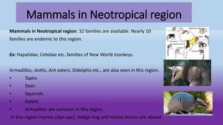 Mammals in Neotropical region
Mammals in Neotropical region: 32 families are available. Nearly 10
families are endemic to this region.
Ex: Hapalidae, Cebidae etc. families of New World monkeys.
Armadillos, sloths, Ant eaters, Didelphis etc., are also seen in this region.
• Tapirs
• Deer
• Squirrels
• Rabbit
• Armadillos are common in this region.
In this region Hyenas (Aye-aye), Hedge-hog and Native Horses are absent
 