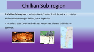 Chillian Sub-region
1. Chillian Sub-region: It includes West Coast of South America. It contains
Andes mountain ranges Bolivia, Peru, Argentina.
It includes 3 toed Ostrich called Rhea Americana, Clamas, Oil birds are
common.
 