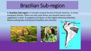 Brazilian Sub-region
2. Brazilian Sub-region: It includes tropical forests of South America. It shows
evergreen forests. Plains are also seen Rivers are present hence more
vegetation is seen. It supports rich fauna. in this region American Monkey,
Blood sucking bats (Vampire) Armadillos are common
 