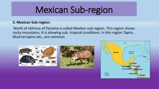 Mexican Sub-region
3. Mexican Sub-region:
North of isthmus of Panama is called Mexkon sub-region. This region shows
rocky mountains. It is showing sub. tropical conditions. in this region Tapirs,
Mud terrapins etc., are common.
 