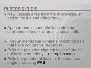 RUBEOSIS IRIDIS


New vessels arise from the microvascular
bed in the iris and ciliary body.



Appearance as endothelial buds from
capillaries of minor arterial circle as tufts.

Fibrous membrane contains myofibroblasts
that have contractile properties.
 Pulls the posterior pigment layer of the iris
epithelium anteriorly - ectropion uvea
 Pulls the peripheral iris into the chamber
angle producing PAS.


 