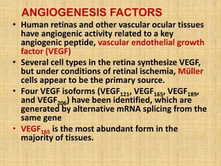 ANGIOGENESIS FACTORS
• Human retinas and other vascular ocular tissues
have angiogenic activity related to a key
angiogenic peptide, vascular endothelial growth
factor (VEGF)
• Several cell types in the retina synthesize VEGF,
but under conditions of retinal ischemia, Müller
cells appear to be the primary source.
• Four VEGF isoforms (VEGF121, VEGF165, VEGF189,
and VEGF206) have been identified, which are
generated by alternative mRNA splicing from the
same gene
• VEGF165 is the most abundant form in the
majority of tissues.
 