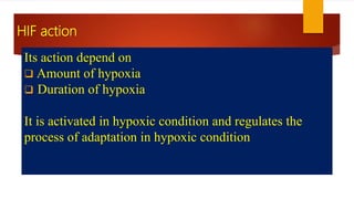 Its action depend on
 Amount of hypoxia
 Duration of hypoxia
It is activated in hypoxic condition and regulates the
process of adaptation in hypoxic condition
HIF action
 