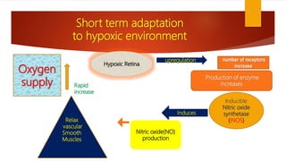 Oxygen
supply
number of receptors
increase
Production of enzyme
increases
Inducible
Nitric oxide
synthetase
(iNOS)
Hypoxic Retina
upregulation
Induces
Nitric oxide(NO)
production
Relax
vascular
Smooth
Muscles
Rapid
increase
Short term adaptation
to hypoxic environment
 