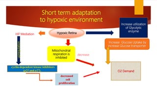 O2 Demand
Increase utilization
of Glycolytic
enzyme
Increase Glucose Uptake by
increase Glucose transporter
Hypoxic Retina
Mitochondrial
respiration is
inhibited
decrease
Short term adaptation
to hypoxic environment
HIF Mediation
cyclin-dependent kinase inhibitors
(p21 and p27).
decreased
cell
proliferation
upregulation
 