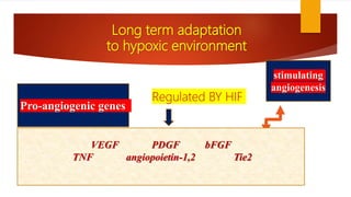 Long term adaptation
to hypoxic environment
stimulating
angiogenesis
Pro-angiogenic genes
Regulated BY HIF
VEGF PDGF bFGF
TNF angiopoietin-1,2 Tie2
 