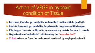 Action of VEGF in hypoxic
condition of Tissue
 Increases Vascular permeability as described earlier with help of NO.
 leads to increased permeability for plasmatic proteins and fibrinogen.
 Fibrinogen converts to fibrin form a temporary matrix for new b. vessels
 Organization of endothelial cells forming the “vascular bud”
 V. Bud advances from the main vessel mediated by angiogenic stimuli
 