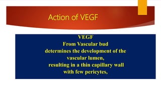 Action of VEGF
VEGF
From Vascular bud
determines the development of the
vascular lumen,
resulting in a thin capillary wall
with few pericytes,
 