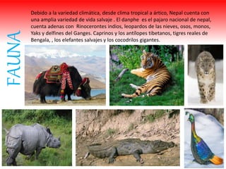 FAUNA Debido a la variedad climática, desde clima tropical a ártico, Nepal cuenta con
una amplia variedad de vida salvaje . El danphe es el pajaro nacional de nepal,
cuenta adenas con Rinocerontes indios, leopardos de las nieves, osos, monos,
Yaks y delfines del Ganges. Caprinos y los antílopes tibetanos, tigres reales de
Bengala, , los elefantes salvajes y los cocodrilos gigantes.
 