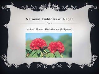 National Emblems of Nepal
National Flower : Rhododendron (Laligurans)
 