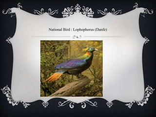 National Bird : Lophophorus (Danfe)
 
