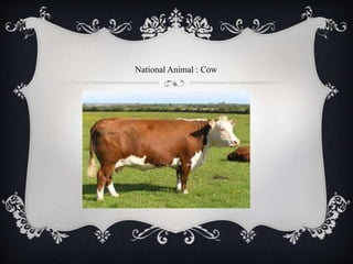 National Animal : Cow
 