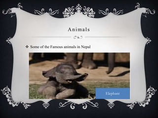 Animals
 Some of the Famous animals in Nepal
Elephant
 