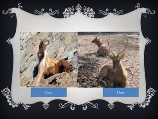 DeerGoat
 
