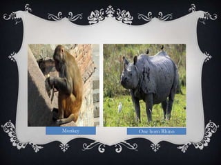 One horn RhinoMonkey
 