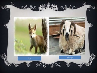 Fox Sheep
 
