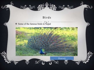 Birds
 Some of the famous birds in Nepal
Peacock
 