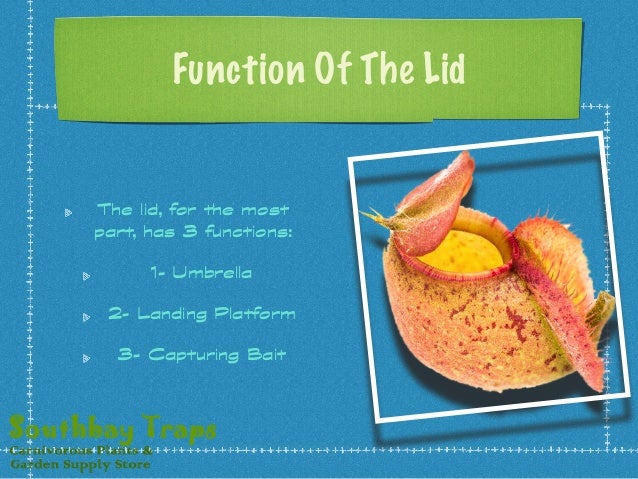 Tropical Pitcher Plants | An Introduction To The Wonderful Nepenthes