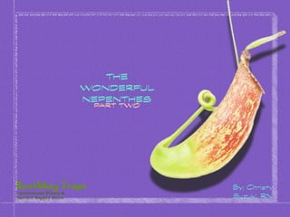 THE
WONDERFUL
NEPENTHES
PART TWO
By: Christy
Suzuki, RN
 