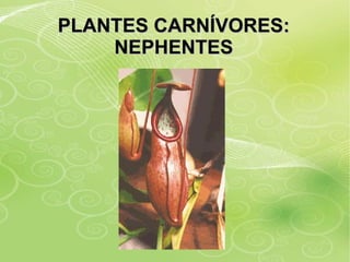 PLANTES CARNÍVORES: NEPHENTES 