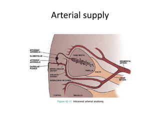 Arterial supply
 