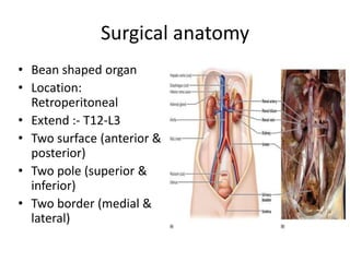 Surgical anatomy
• Bean shaped organ
• Location:
Retroperitoneal
• Extend :- T12-L3
• Two surface (anterior &
posterior)
• Two pole (superior &
inferior)
• Two border (medial &
lateral)
 