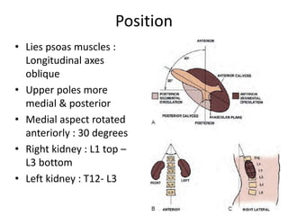 Position
• Lies psoas muscles :
Longitudinal axes
oblique
• Upper poles more
medial & posterior
• Medial aspect rotated
anteriorly : 30 degrees
• Right kidney : L1 top –
L3 bottom
• Left kidney : T12- L3
 