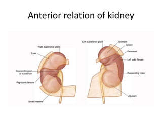 Anterior relation of kidney
 