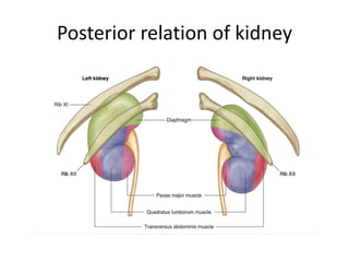 Posterior relation of kidney
 