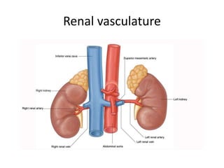 Renal vasculature
 